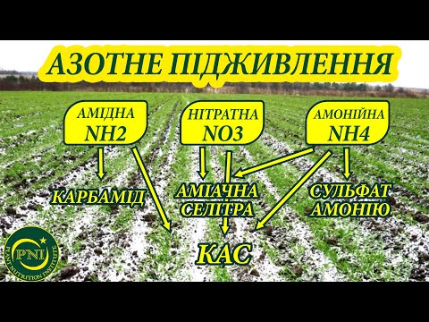 Видео: Весняне підживлення озимих азотом 2022: ВИБІР ДОБРИВ (карбамід, селітра, КАС, сульфат амонію)