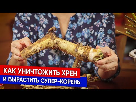 Видео: Как вырастить супер-корень