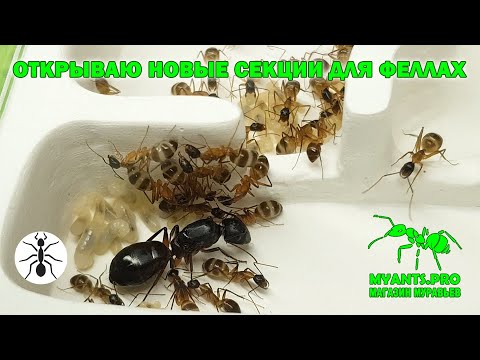 Видео: Открываю новые секции для муравьев вида Camponotus fellah (Феллахи)