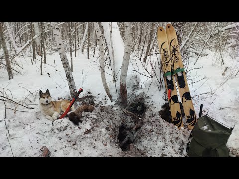 Видео: Охота с лайкой на куницу. Возвратный манёвр.