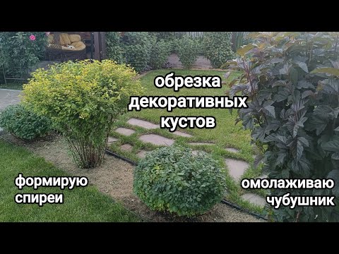 Видео: ОБРЕЗАЮ ✂️ кусты (продолжение)/ ФОРМИРУЮ спиреи🌿/ ОМОЛАЖИВАЮ чубушник