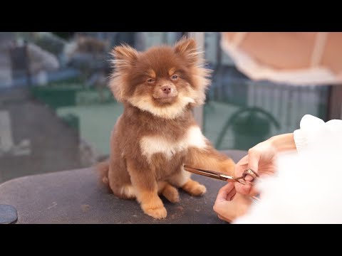 Видео: Могу я пойти домой?