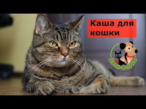 Видео: Можно ли кошке давать кашу?