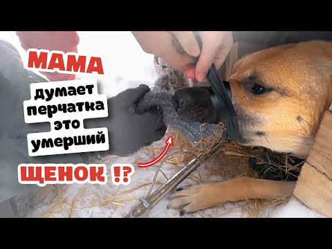 Видео: В Маму Щенков стреляли и забрали всех щенков. Что с ней будет!?