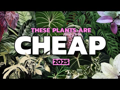 Видео: Эти редкие растения сейчас ДЕШЕВЫЕ (2025)