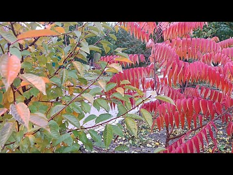 Видео: Таня Ворона в прямому ефірі