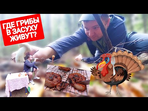 Видео: ПИВНОЙ ЛЕС! ГРИБЫ И ХАВЧИК В ЛЕСУ: ШАШЛЫК ИЗ ИНДЕЙКИ ПИВО АЛИВАРИЯ. СЕНТЯБРЬ 2023 ГОДА ПРИДВИНЬЕ