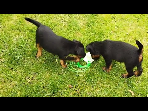 Видео: ПРИЕХАЛИ ПОКУПАТЬ ЩЕНКА ЯГДТЕРЬЕРА ДРУГУ