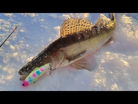 Видео: Рыбалка на Судака в минус 30