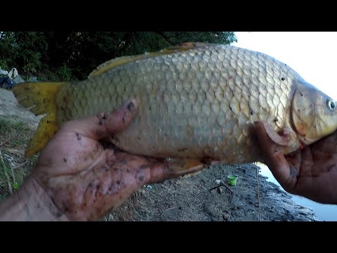 Видео: Караси, как лапти Лещи, как лопата  Рыбалка на Днестре 2025
