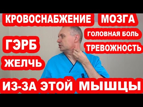 Видео: Эта мышца блокирует КРОВОСНАБЖЕНИЕ МОЗГА, вызывает ГЭРБ, ТРЕВОЖНОСТЬ, застой ЖЕЛЧИ, Головные боли
