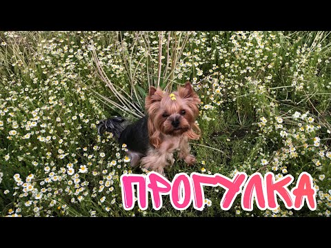 Видео: Прогулка с Евой