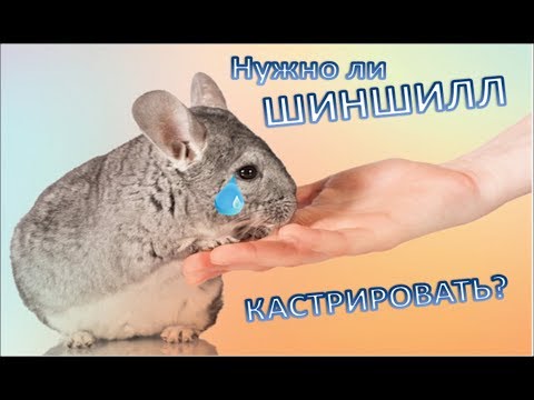 Видео: Нужно ли кастрировать шиншилл???