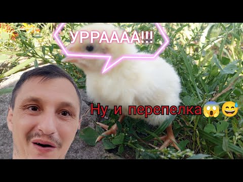 Видео: Вылупились пушистики бройлеров👍👏 Как проживают мои перепелки?