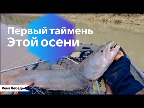 Видео: Силки не поставил но поймал тайменя. 4 схода тайменя с одного места 