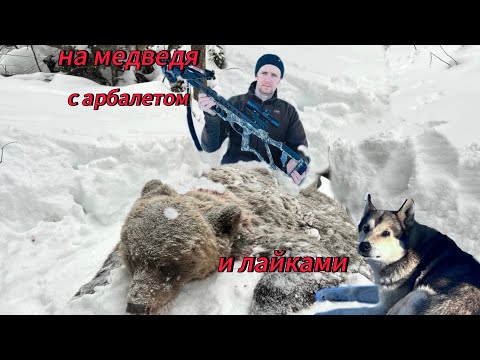 Видео: охота на медведя с арбалетом и лайками