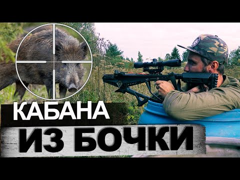 Видео: Охота на кабана из бочки с арбалетом