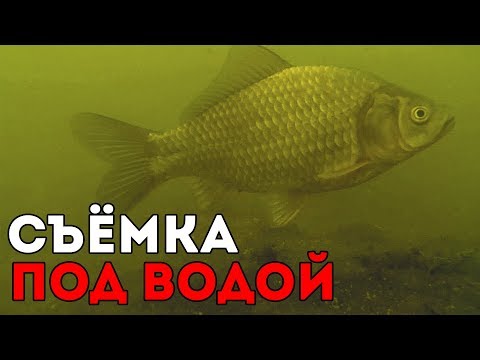 Видео: КОРМЛЕНИЕ КАРАСЕЙ В ПРУДУ | ЧЕМ КОРМИТЬ РЫБ ?