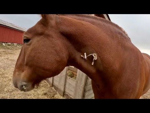 Видео: ОБНОВЛЕНИЕ О ЭРЛЕ // Либби и Белль встречаются впервые! #852