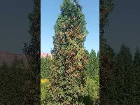 Видео: Вся туя покрылась шишками, что с этим делать? Как избавиться от шишек.
