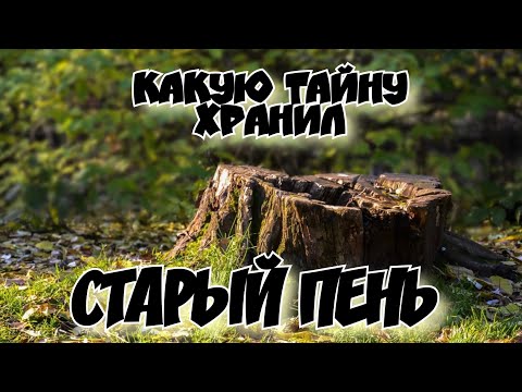 Видео: Какую тайну хранил старый пень. Кладоискатели за работой.