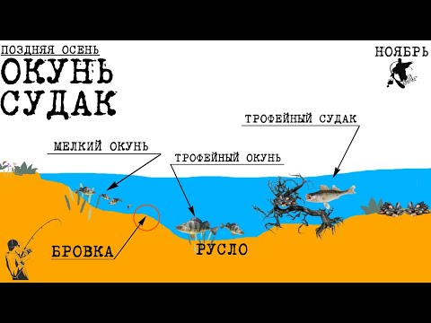 Видео: ОКУНЬ и СУДАК. Поздней осенью. Ты ОБЯЗАН это знать ❗❗❗ #рыбалка #окунь #судак