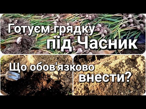 Видео: Підготовка грядки під часник та цибулю | Коли садити озимий часник? | Вирощування озимого часнику