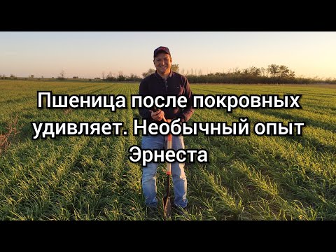 Видео: Пшеница после покровных культур. Эрнест No-till