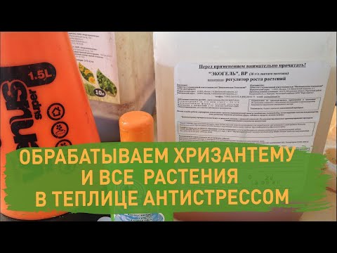 Видео: ПЕРЕЗАЛИТЫЙ РОЛИК! Обрабатываем хризантему и все растения в теплице средством экогель антистресс