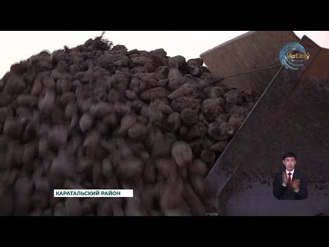 Видео: Сбор сахарной свеклы в области Жетысу в самом разгаре