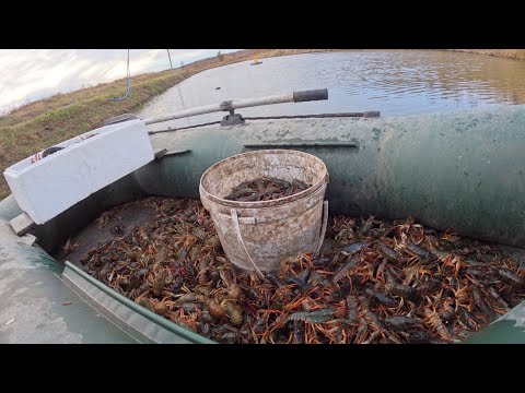 Видео: Полная лодка Раков, незнаю что с ними делать)! Жизнь У Пруда