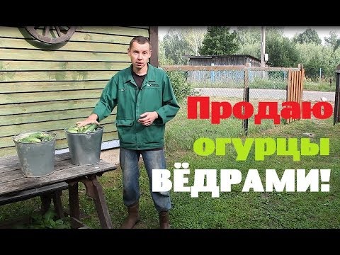 Видео: Как там огород?//Продаю огурцы в соседнюю деревню.