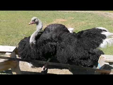 Видео: Брачный танец страуса.