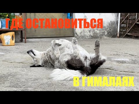 Видео: Беженец🇮🇳Гималаи. Индийская мудотня. Vanilla ice стал классикой. Оригинальная одежда - дешево💥