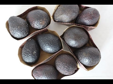 Видео: Прививка Авокадо.