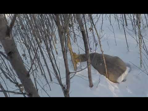 Видео: Охота на сибирскую косулю(сборник). Меткие выстрелы, промахи./Hunting for Siberian roe deer.