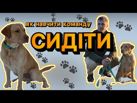 Видео: Сидіти! Як навчити цуценя Сидіти? Як навчити собаку команди Сидіти?