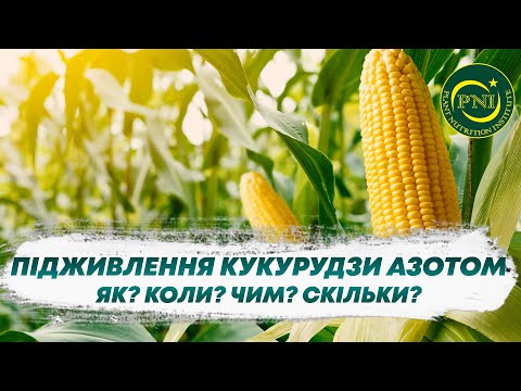 Видео: ПІДЖИВЛЕННЯ КУКУРУДЗИ АЗОТОМ: чи потрібно та як здійснювати?