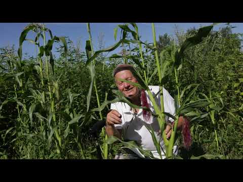 Видео: Поле без пахоты, картофель, морковь, капуста, свекла. Регенеративное земледелие по Г. Распопову.