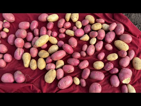 Видео: Июльский картофель 🥔 вырос отличный , посадили 10.07 убрали 25.09 = вырос за 75 дней . 