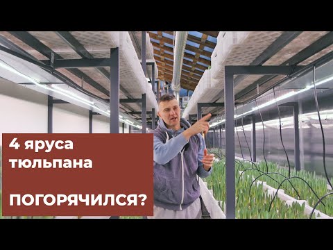 Видео: Тюльпан на 4 ярусах. Получится?
