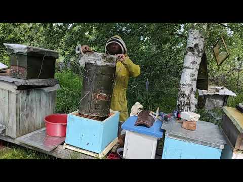Видео: Роеловство. Рой гигант попался  в ловушку колоду.  #Роеловство #Пчеловодство