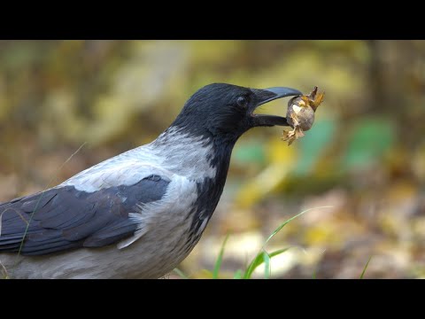 Видео: Про белок и ворон. Зарисовка / About squirrels and crows. The sketch