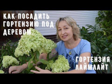 Видео: Как посадить гортензию под деревом. Гортензия Лаймлайт