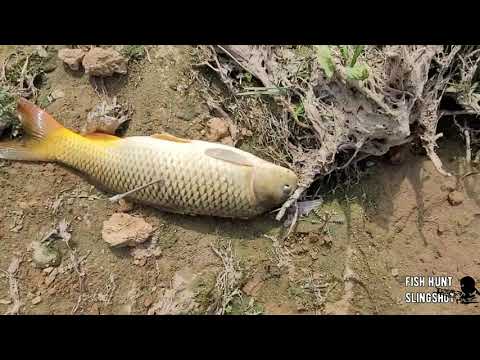 Видео: Охота на рогатку - охота на сазана- весна март 2021- Slingshot hunting - carp hunting 2021