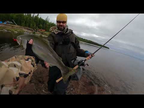 Видео: Рыбалка на Кольском полуострове. Горбуша на Кольском 2023. #fishing #nature #travel