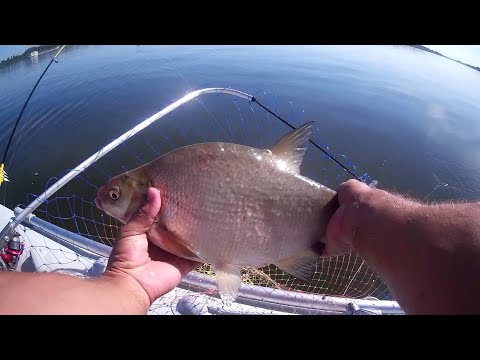 Видео: Ловля леща на подпуск в августе. Пенопласт в деле. Великий Враг.р.Волга 2022г