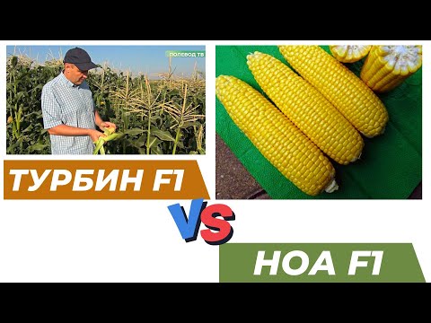 Видео: Выбор ранней кукурузы НОА F1 и ТУРБИН F1.