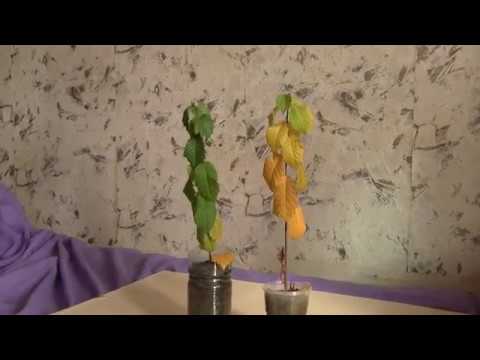 Видео: Как вырастить вяз, карагач. Часть 6.