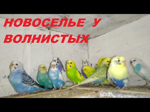 Видео: Самые Волнистые Попугаи,выбор пары !